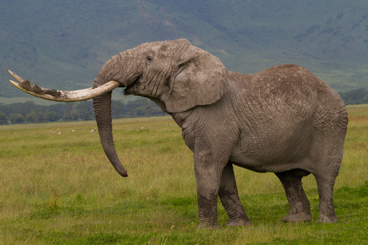 African elephant in Tanzania's Serengeti wildlife reserve